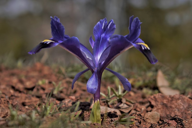 Iris stenophylla subsp. stenophylla