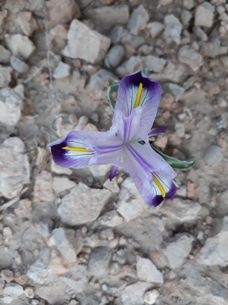 Iris stocksii