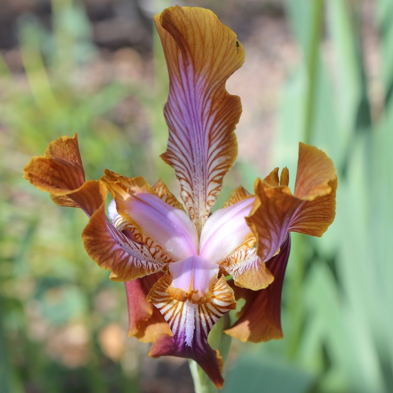 Iris stolonifera