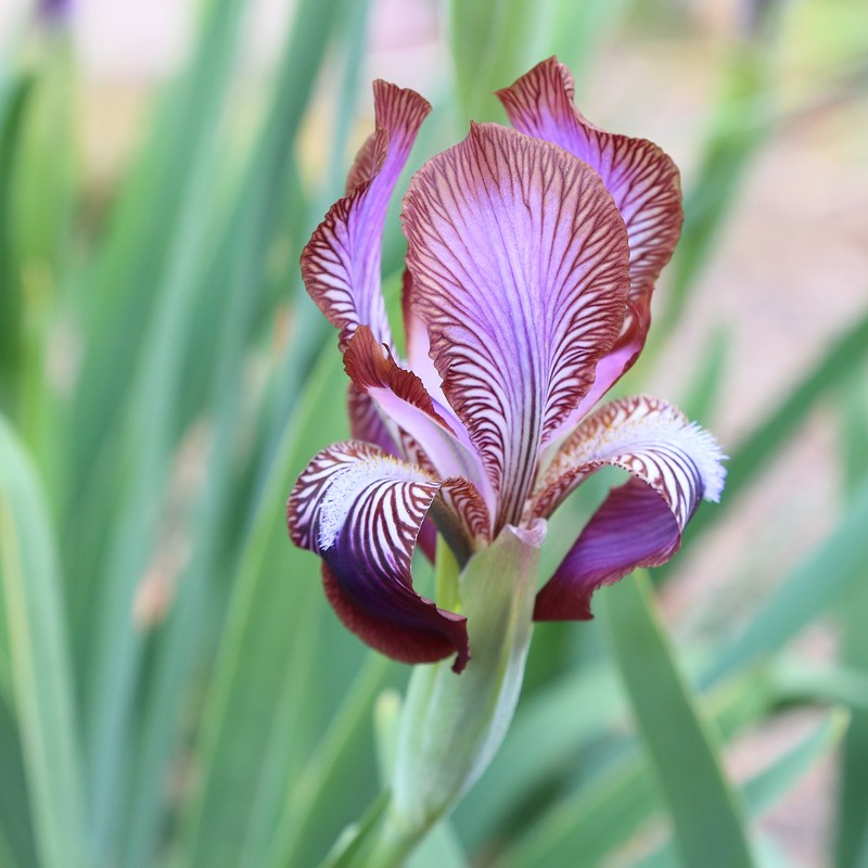 Iris stolonifera photo 2