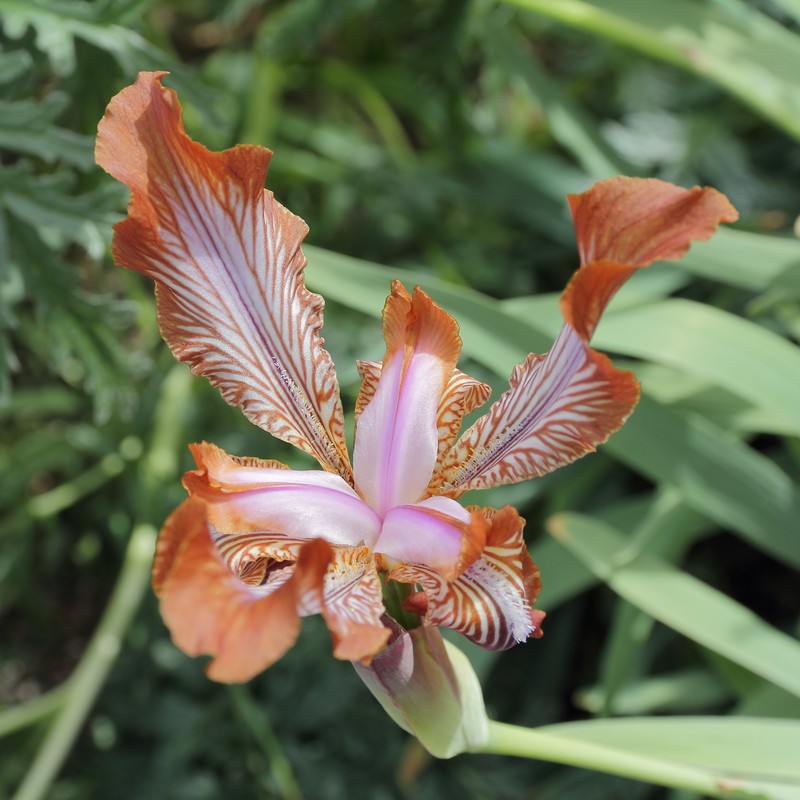 Iris stolonifera photo 3