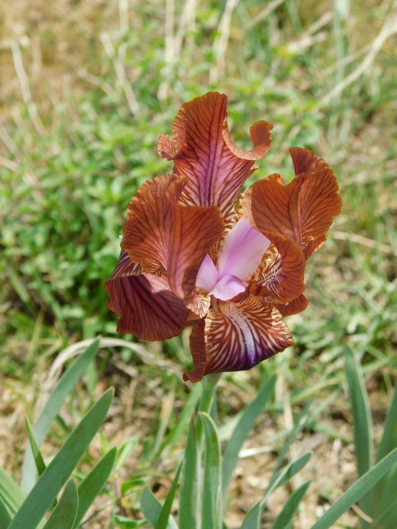 Iris stolonifera photo 4