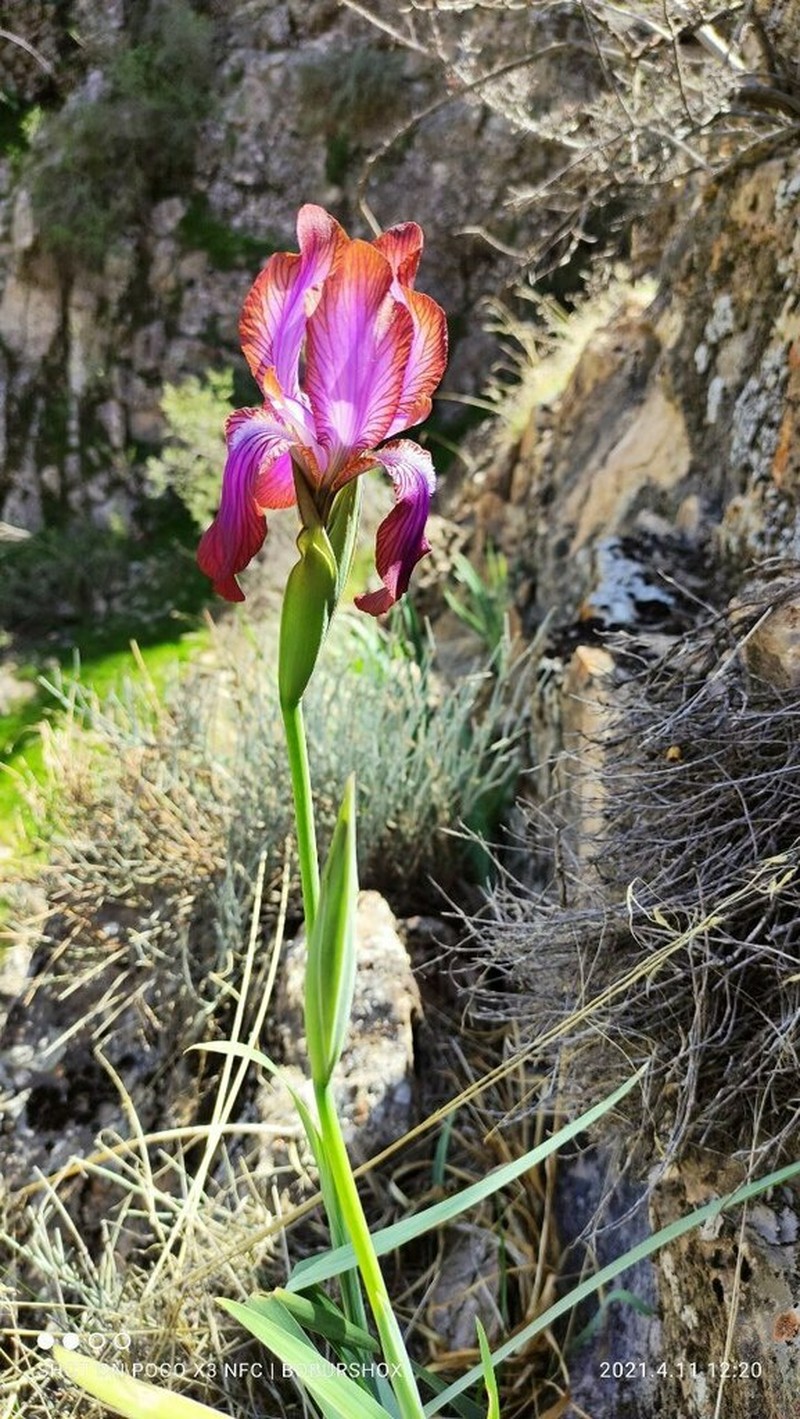 Iris stolonifera photo 5