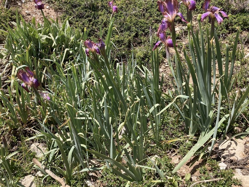 Iris stolonifera photo 6