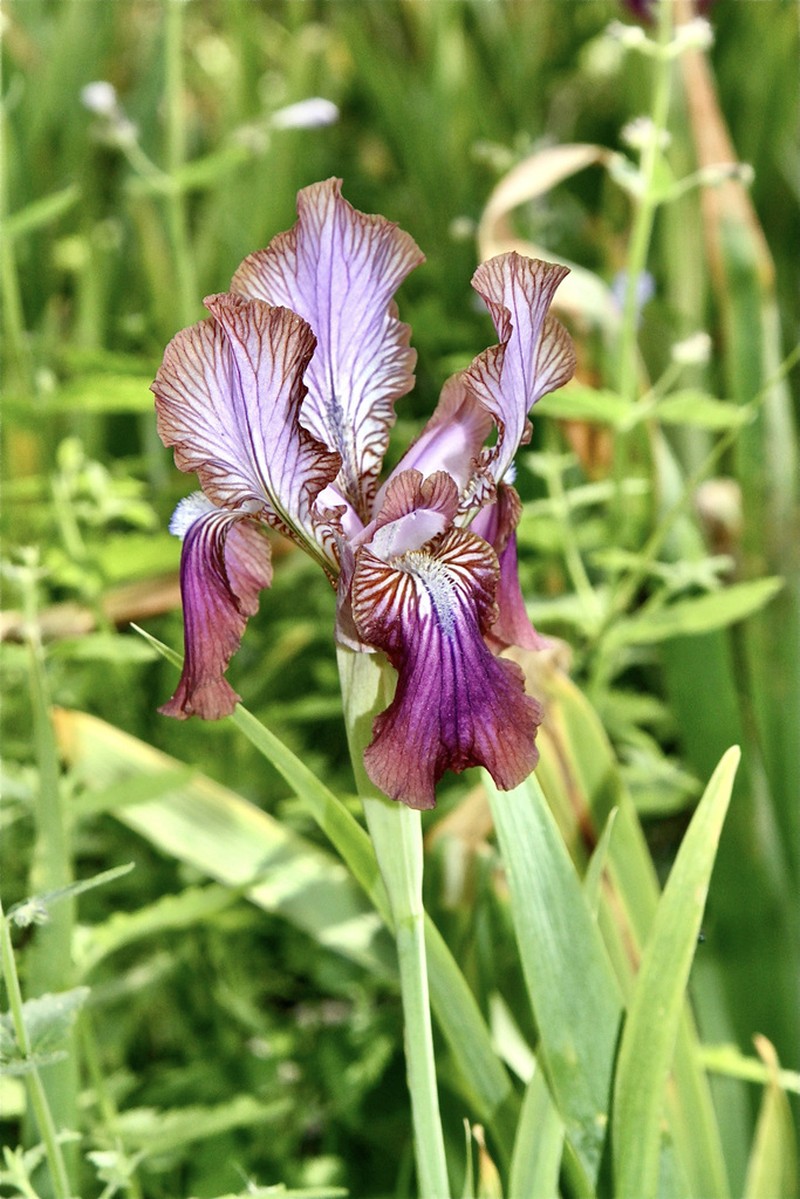 Iris stolonifera photo 7