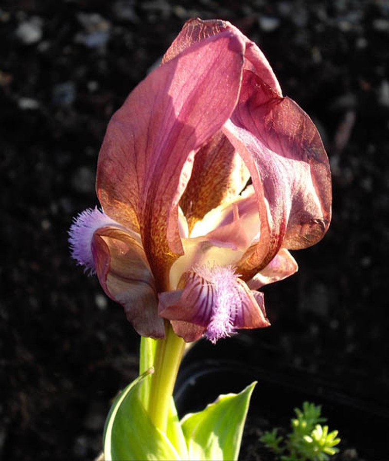Iris suaveolens