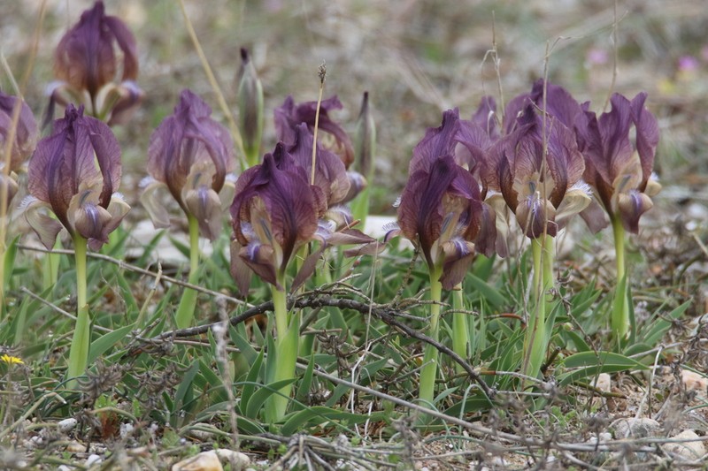 Iris suaveolens photo 2