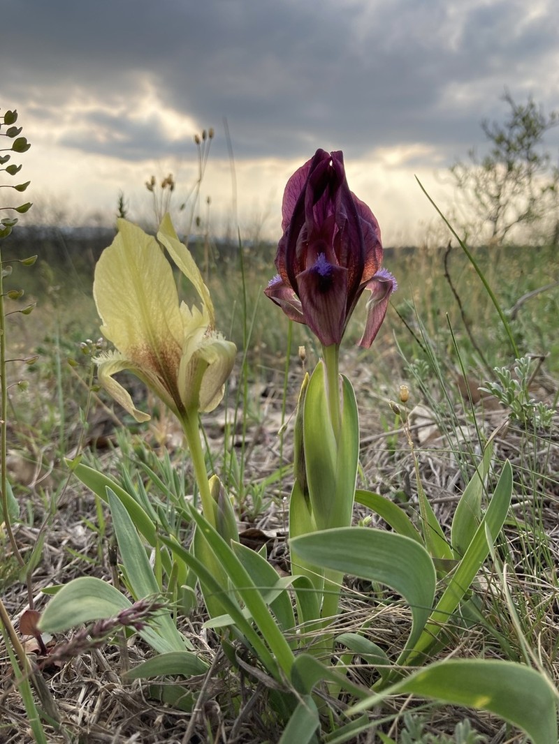Iris suaveolens photo 3