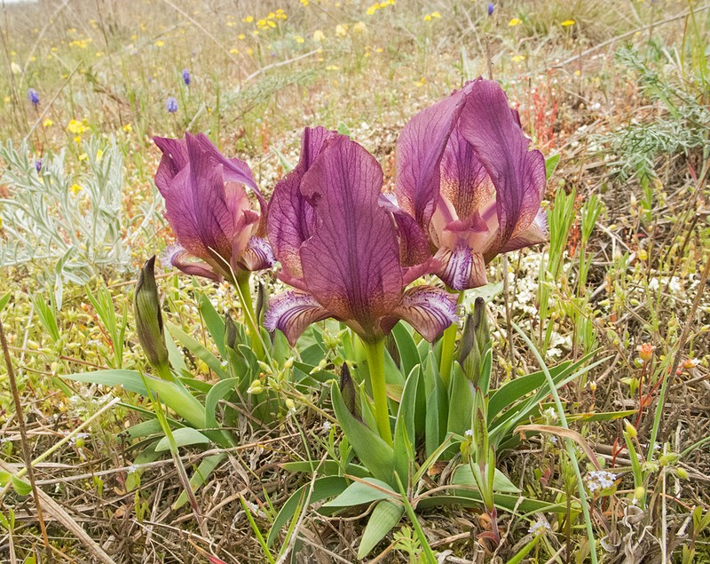 Iris suaveolens photo 4
