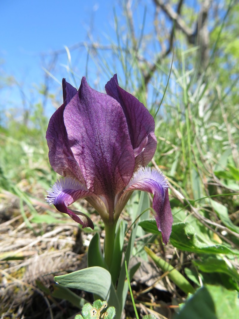 Iris suaveolens photo 5