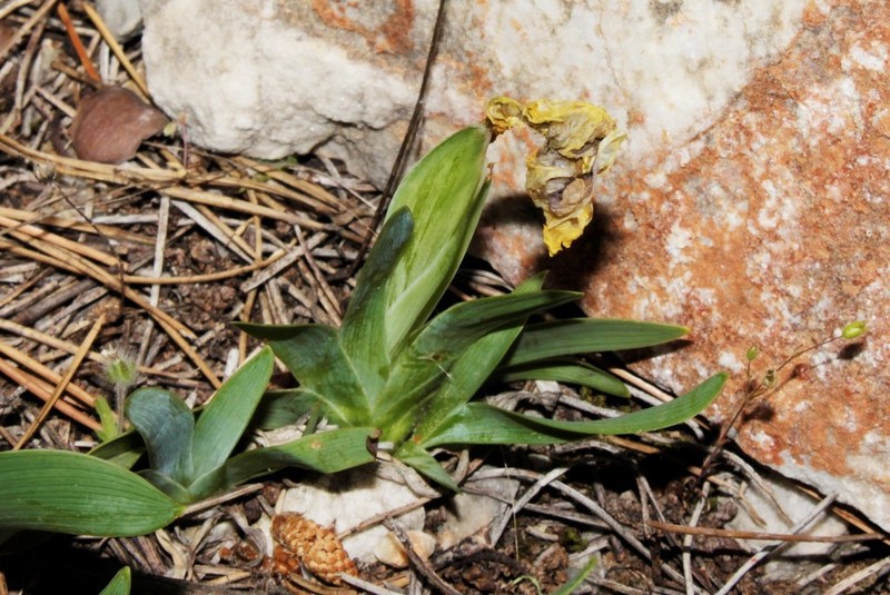 Iris suaveolens photo 6