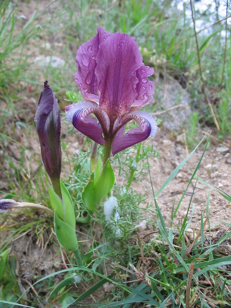Iris suaveolens photo 7