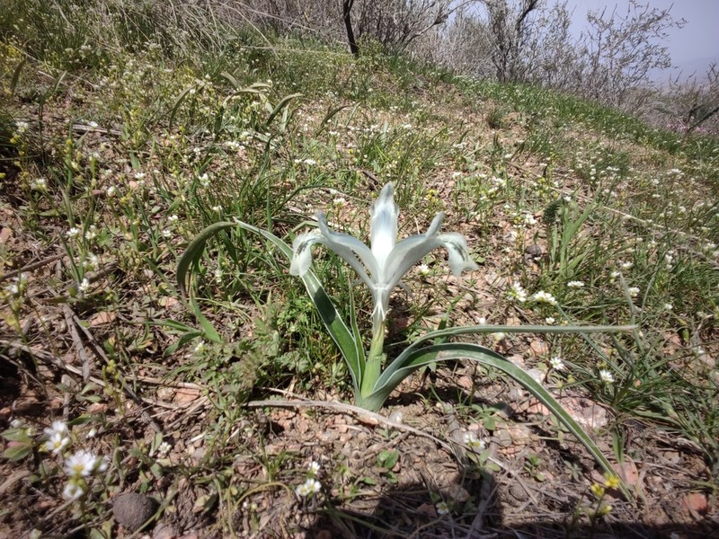 Iris subdecolorata