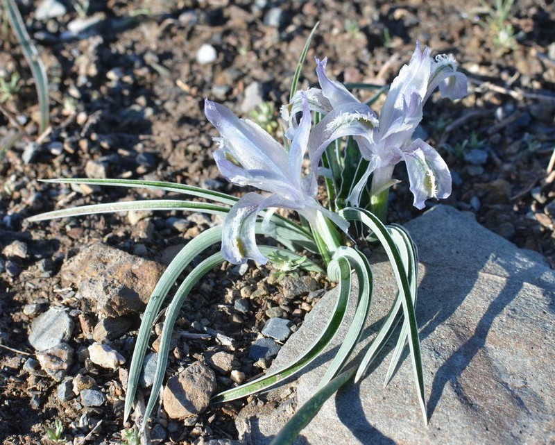Iris subdecolorata photo 2