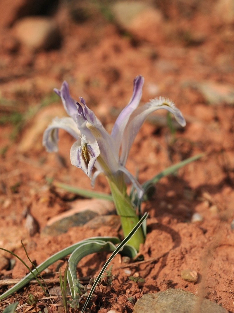 Iris subdecolorata photo 3