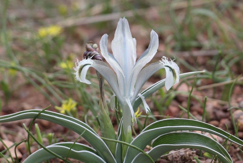Iris subdecolorata photo 5