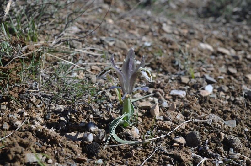 Iris subdecolorata photo 6