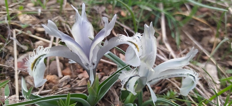 Iris subdecolorata photo 8