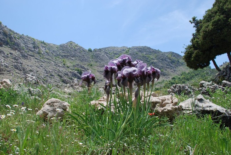Iris susiana