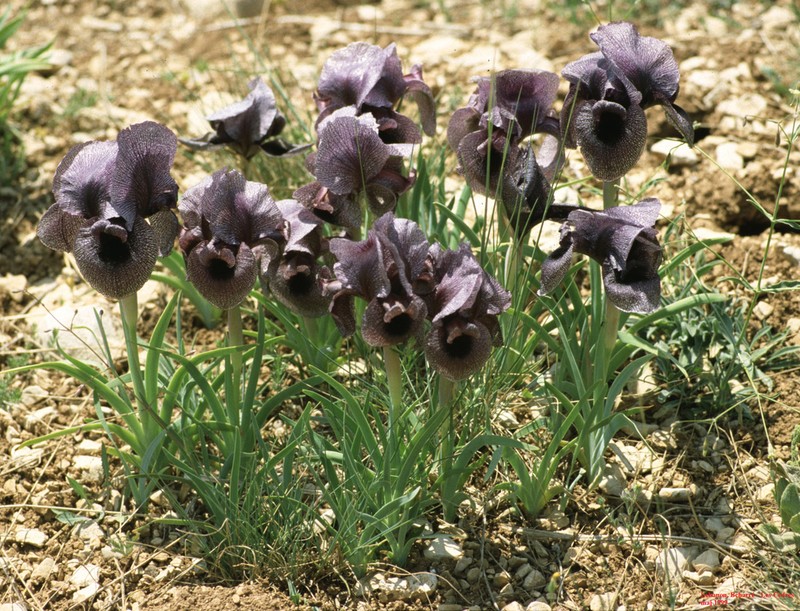 Iris susiana photo 2