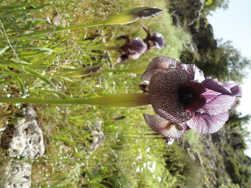 Iris susiana photo 3