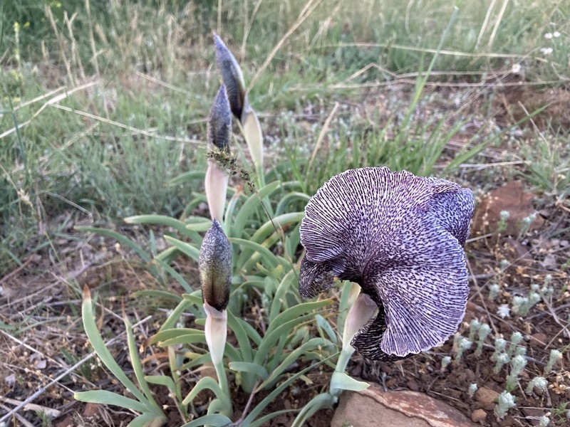 Iris susiana photo 4