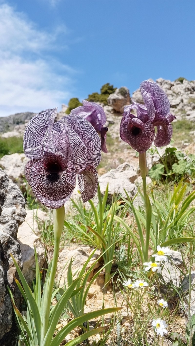Iris susiana photo 5