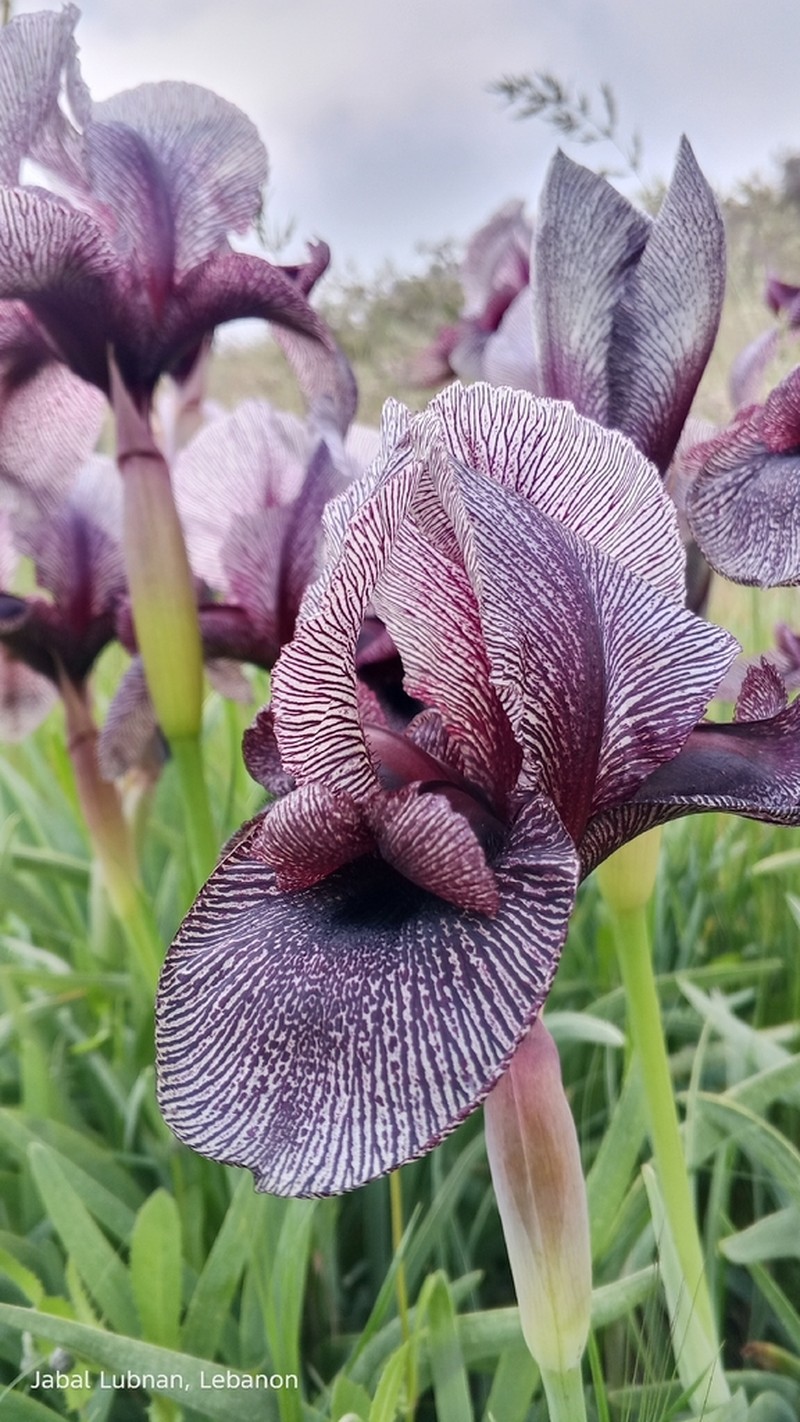 Iris susiana photo 6