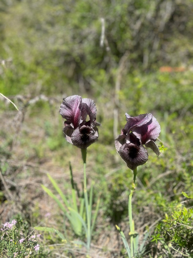 Iris susiana photo 7