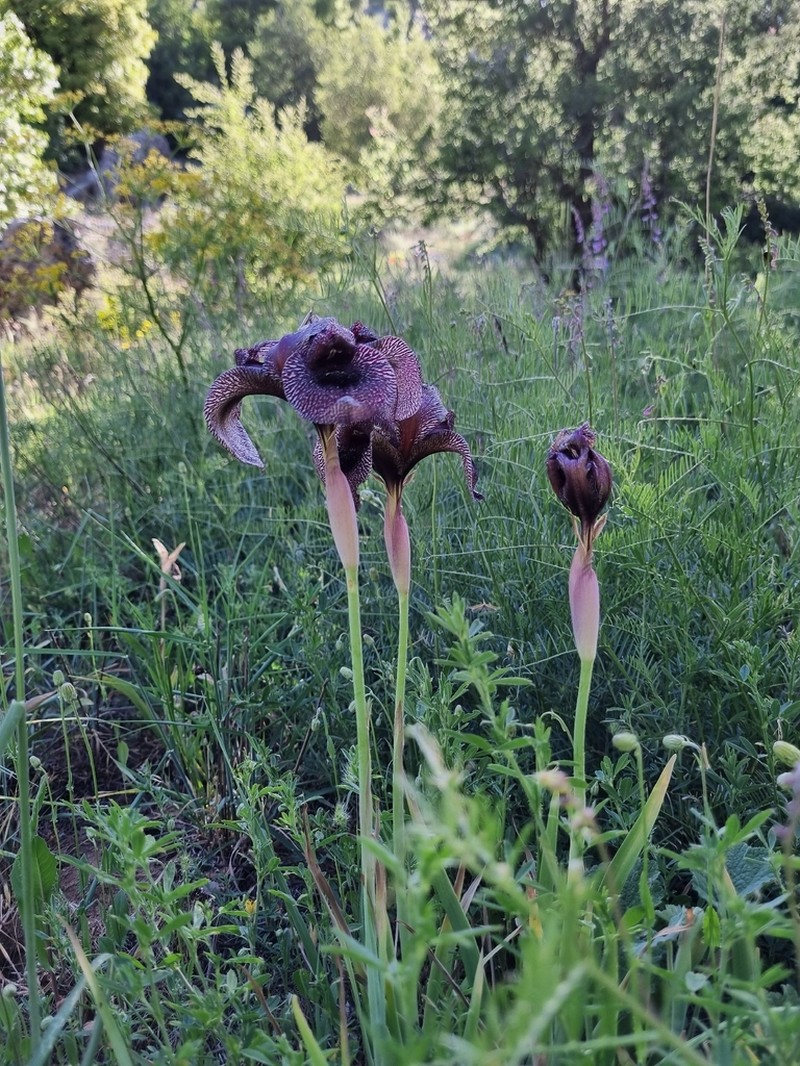 Iris susiana photo 8