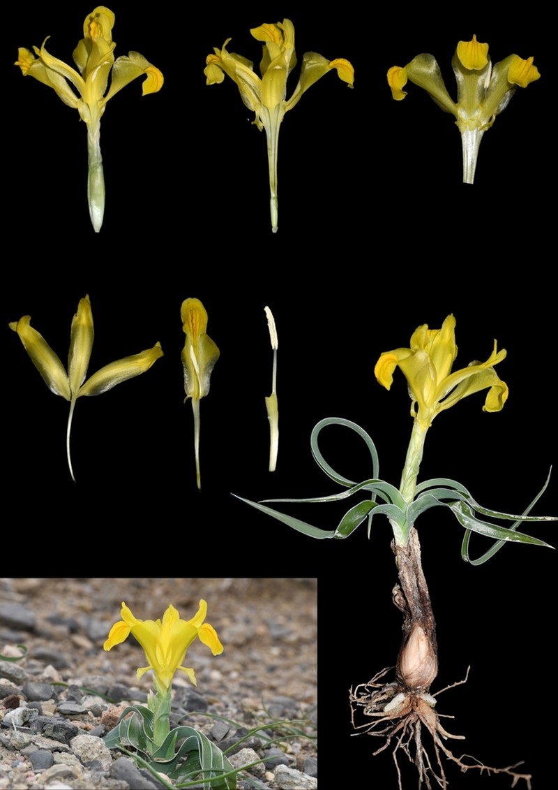 Iris svetlanae