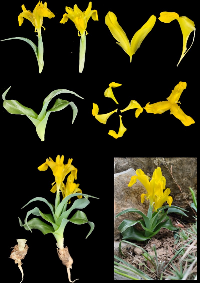 Iris svetlanae photo 2