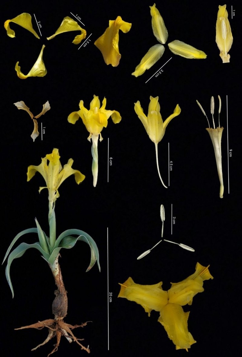 Iris svetlanae photo 5