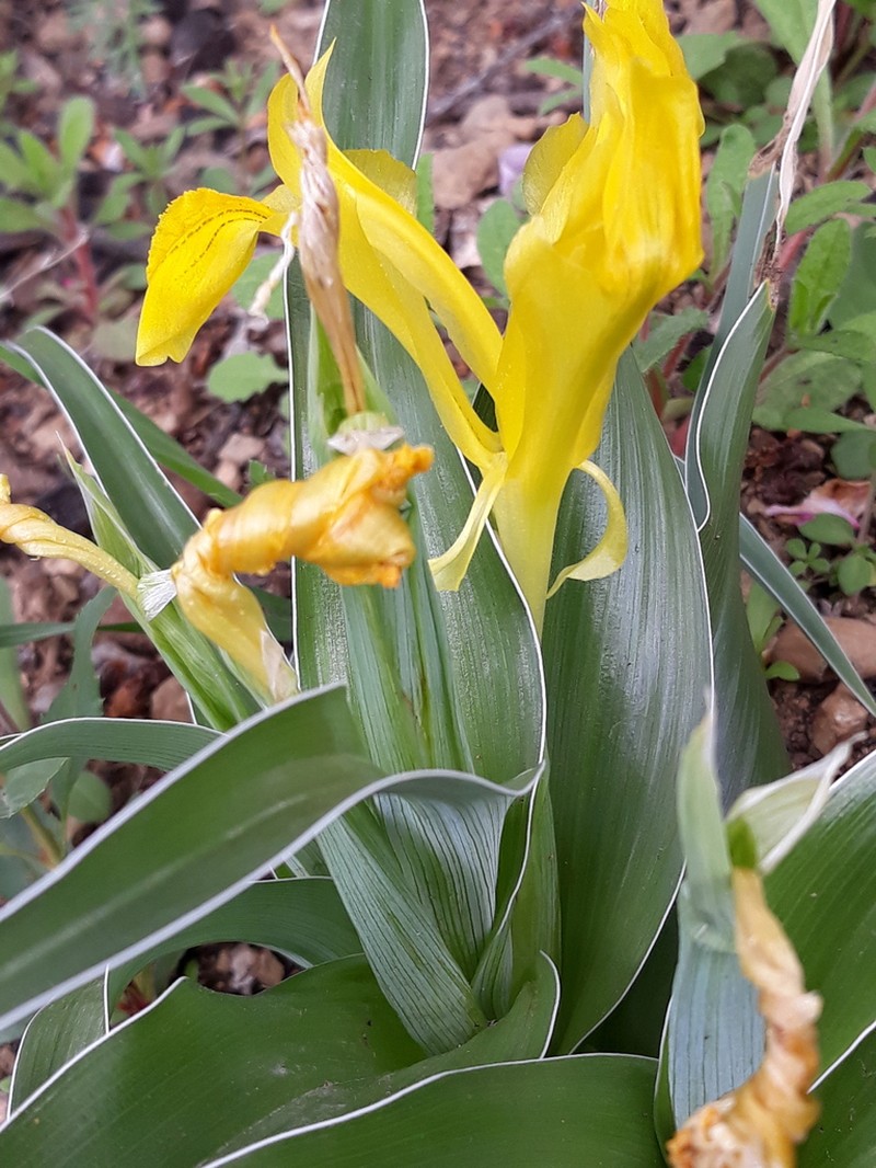 Iris svetlanae photo 6