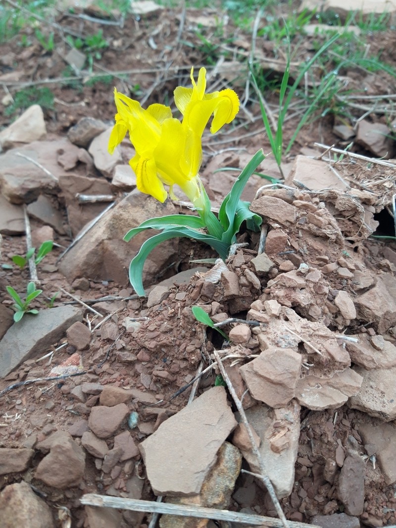 Iris svetlanae photo 8