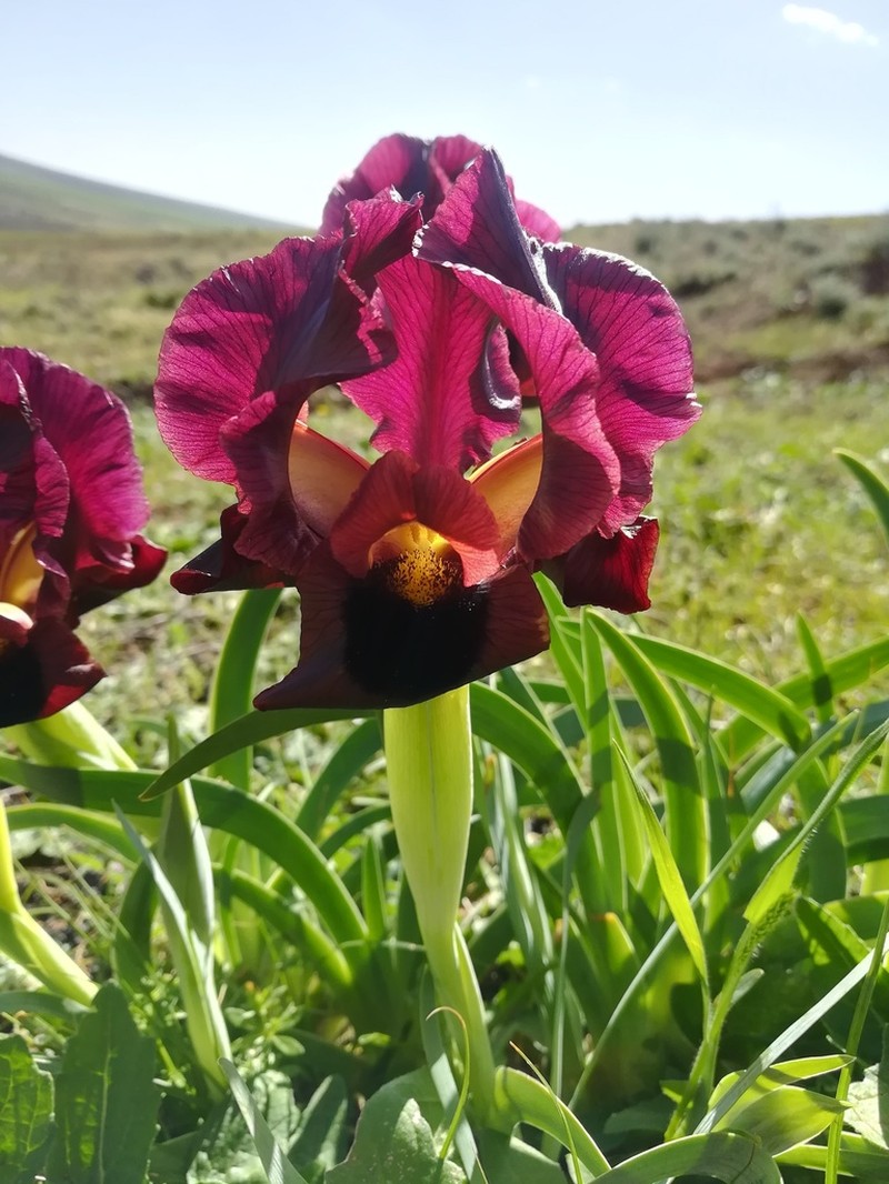 Iris swensoniana