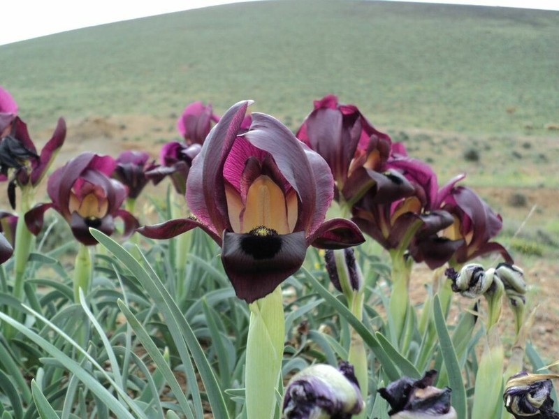 Iris swensoniana photo 2