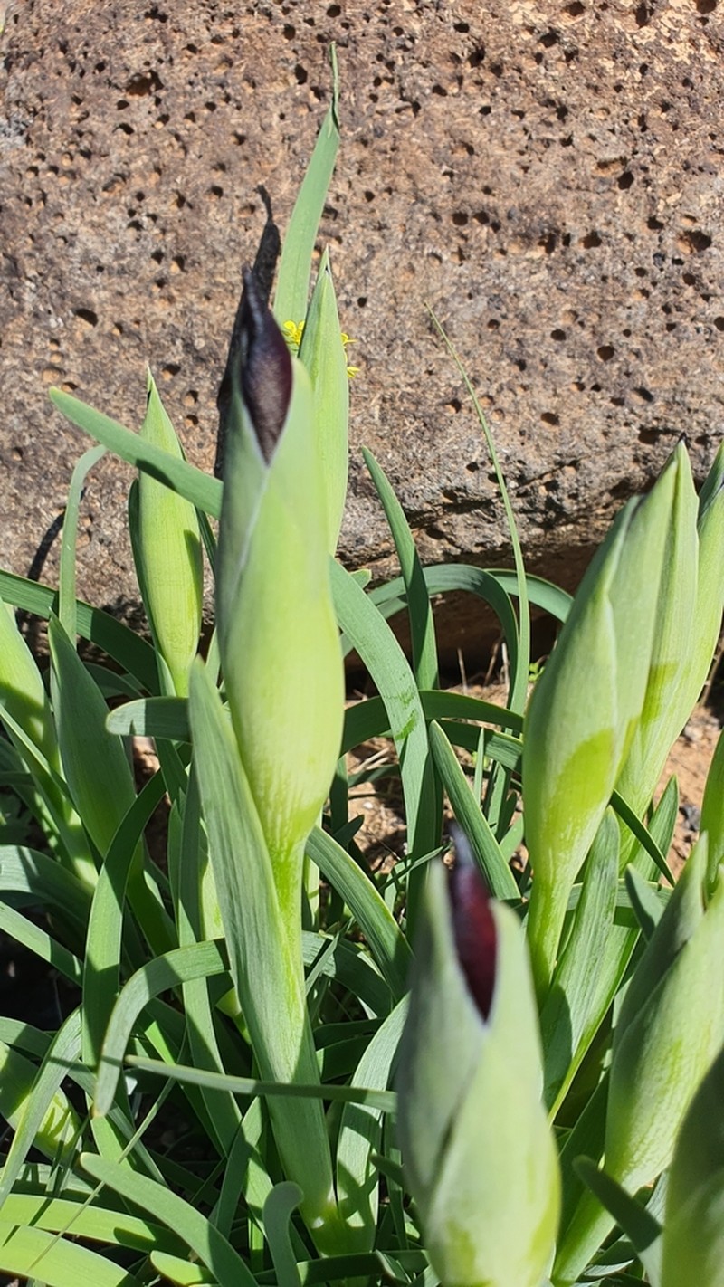 Iris swensoniana photo 3