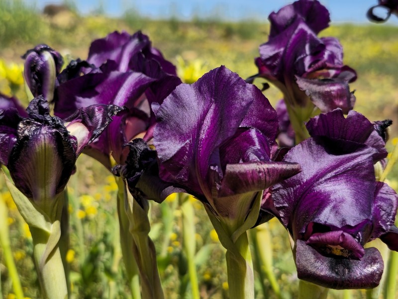 Iris swensoniana photo 4