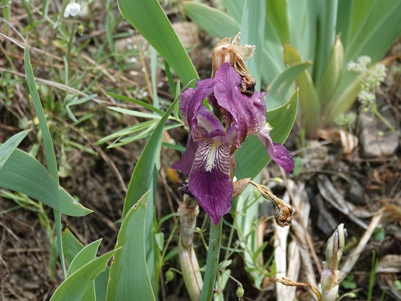 Iris taochia