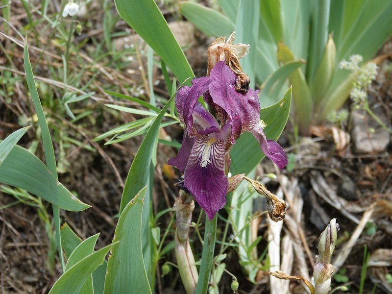 Iris taochia photo 2