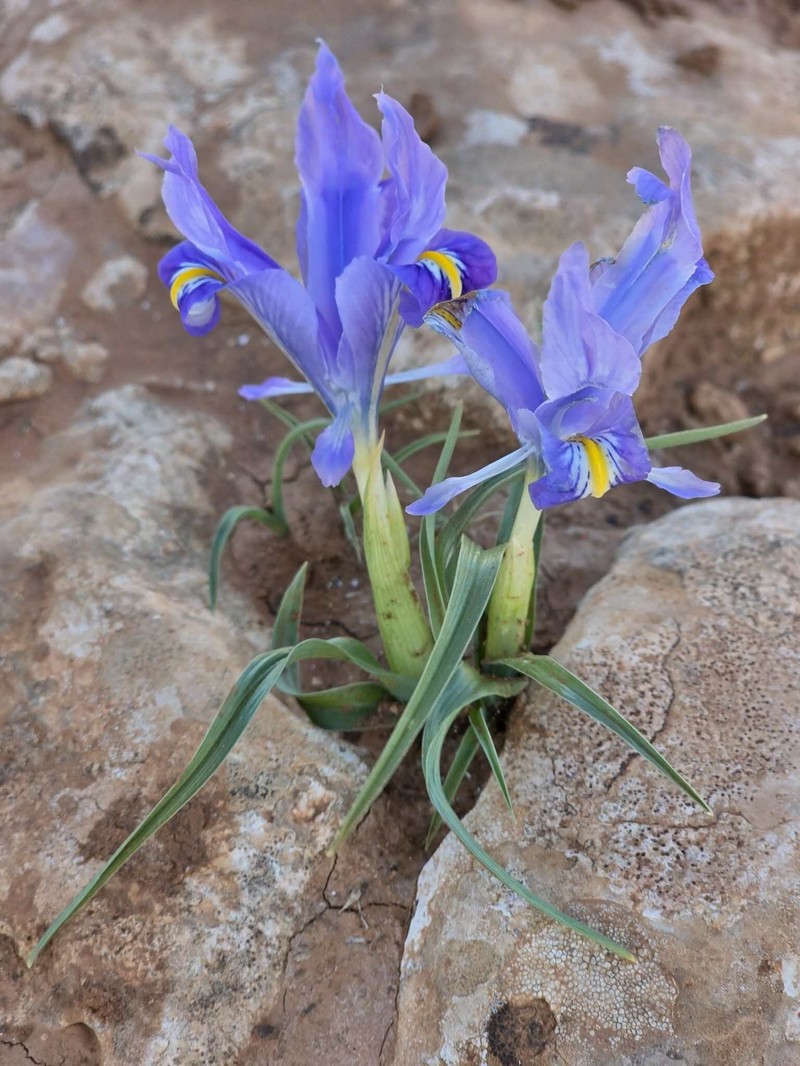 Iris tarhunensis