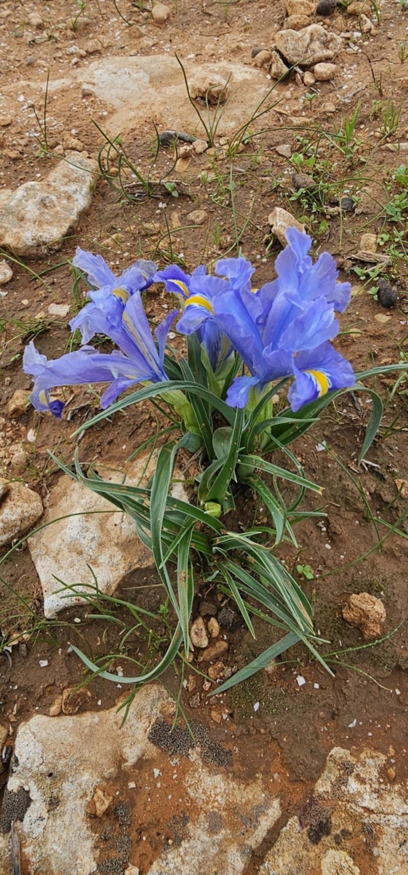 Iris tarhunensis photo 2