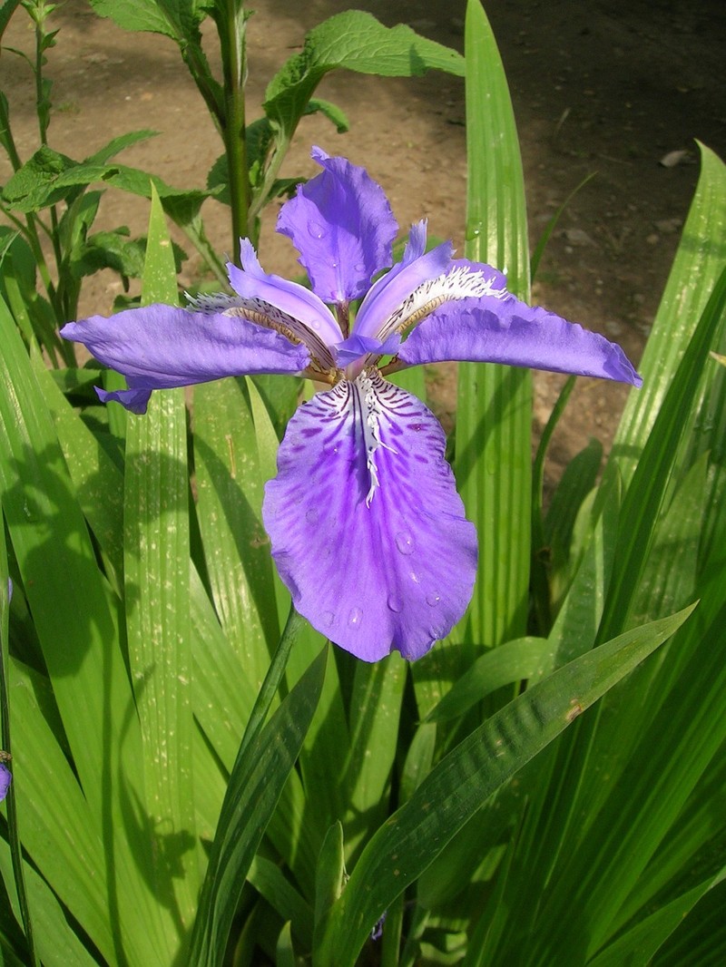 Wall Iris photo 4