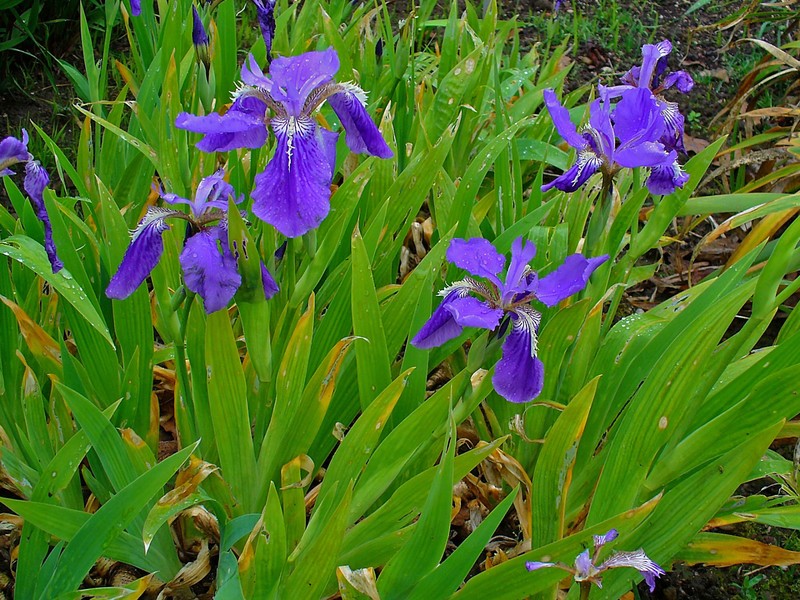 Wall Iris photo 5