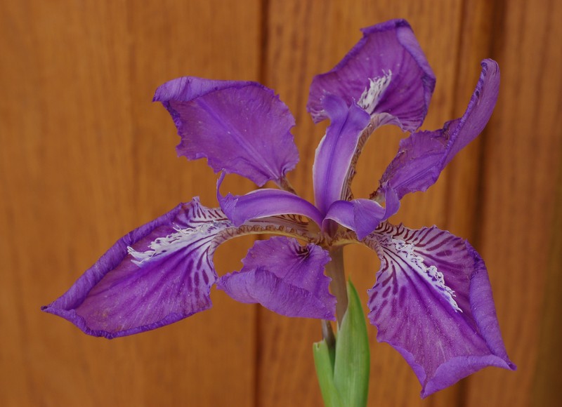 Wall Iris photo 2