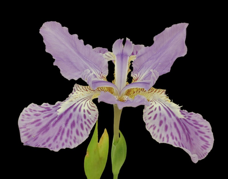 Wall Iris photo 3