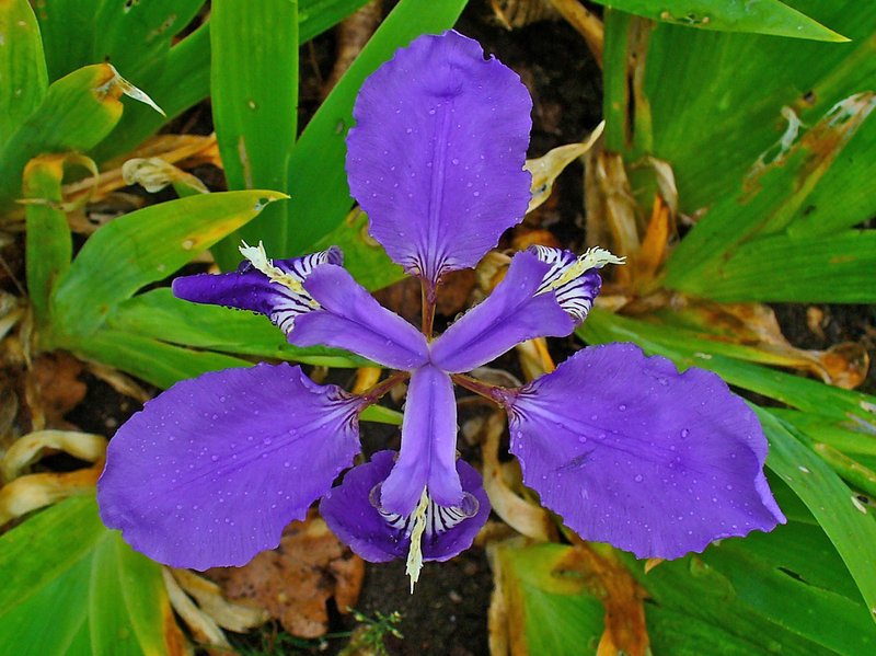 Wall Iris photo 6