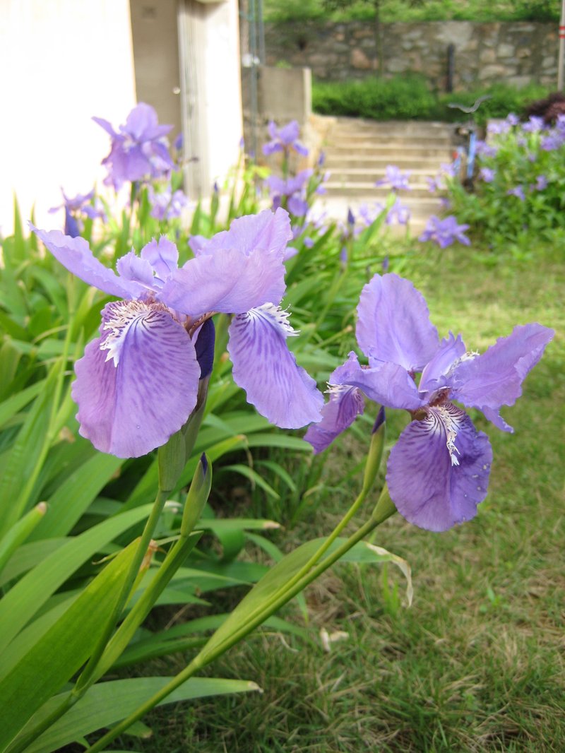 Wall Iris