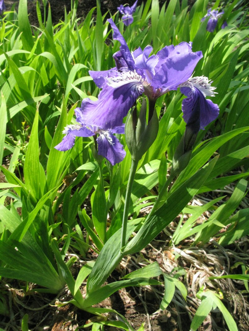Wall Iris photo 7